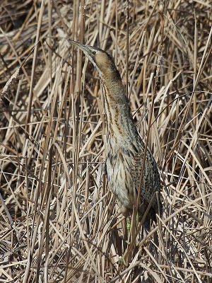 ★サンカノゴイにヒクイナ・クイナと贅沢な週末でした 先週末の鳥類園(2018.3.3~4)_e0046474_22365739.jpg