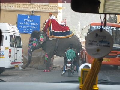 インド旅行　番外編②「動物編」_f0067385_22411600.jpg