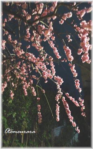 春の夜の梅　と　うらら・・・_a0287486_22242415.jpg