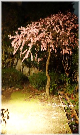 春の夜の梅　と　うらら・・・_a0287486_22244760.jpg