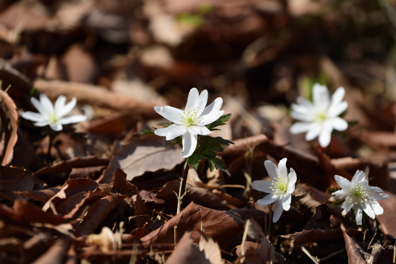 季節の花でも_f0202686_16450979.jpg