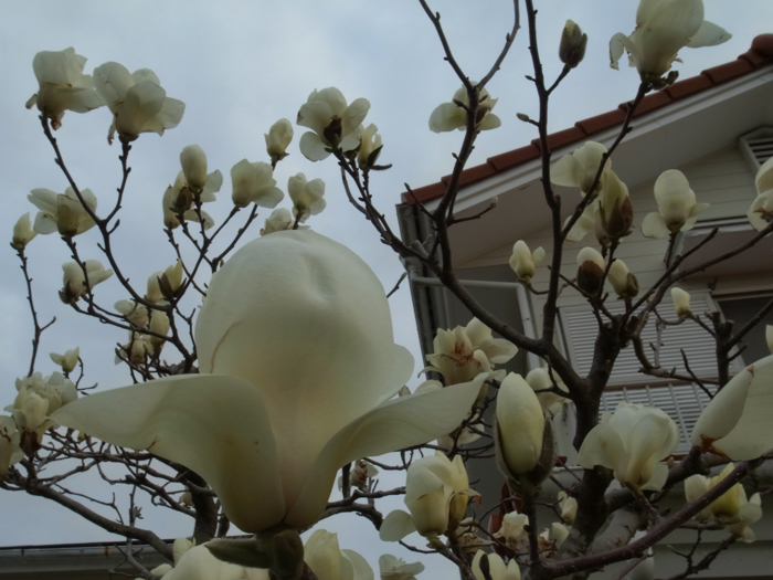 c0049299_22372479.jpg