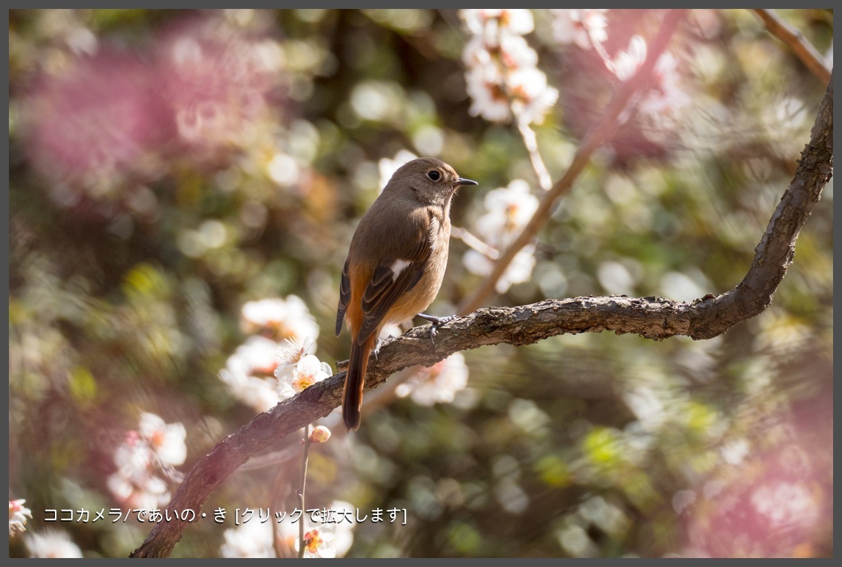 写真日記・新宿御苑、花の季節へ・2018.3.4-②_c0336400_12023244.jpg