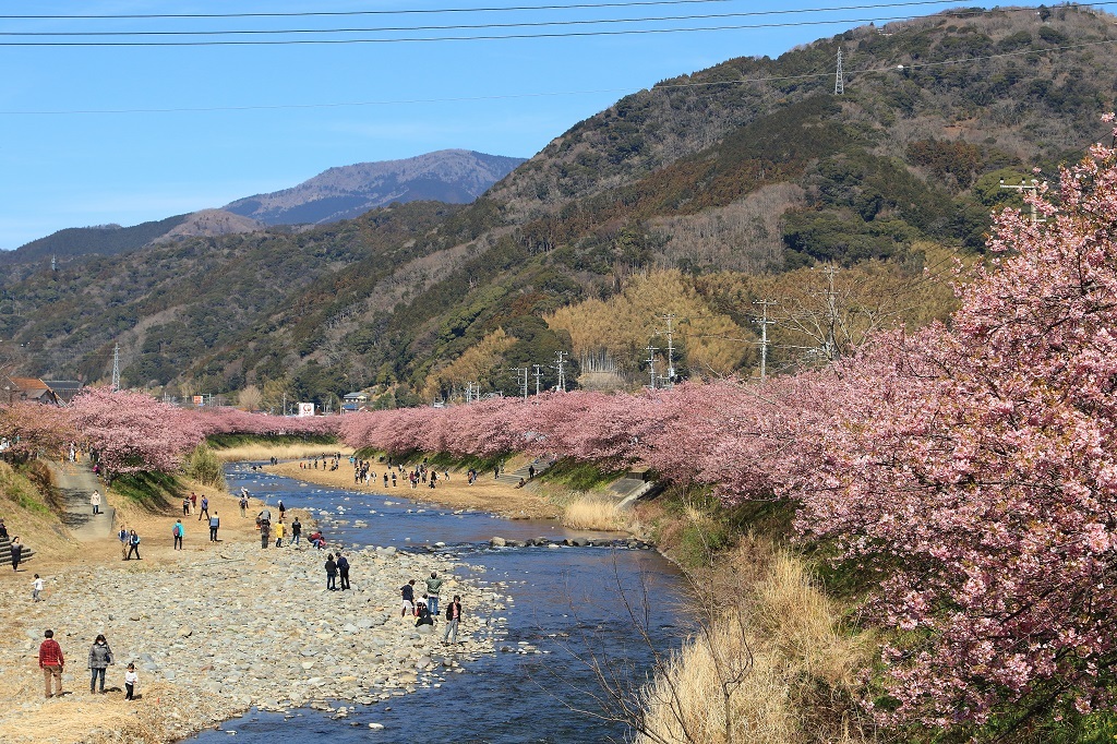 河津で春を先取り♪_c0349300_15565277.jpg