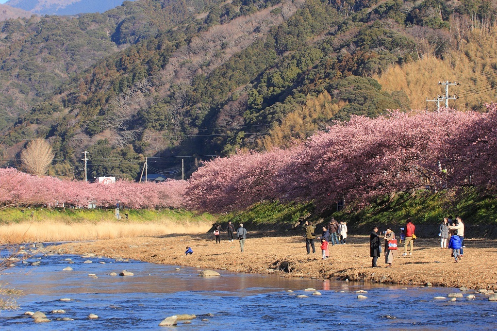 河津で春を先取り♪_c0349300_15574242.jpg