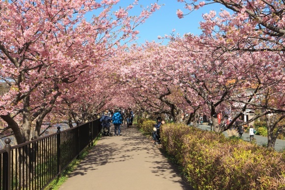 河津で春を先取り♪_c0349300_15580226.jpg