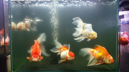 金魚たちの編成変更 Today S Memory