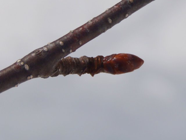 a0345007_11115720.jpg