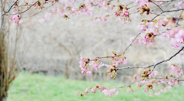 大堀川　河津桜　咲き始め・・・さて_f0195711_12511368.jpg