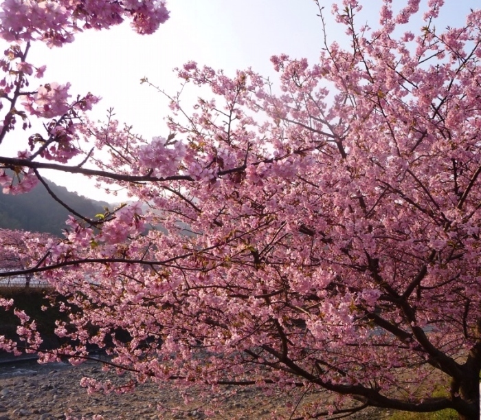 河津桜ただ今満開。まつりは３月１０日まで_f0182513_00181499.jpg