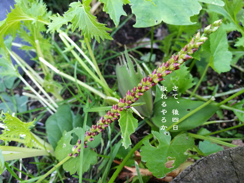 d0042827_15440927.jpg