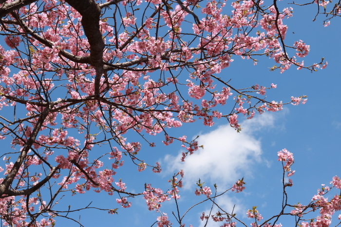 【河津桜まつり】_f0348831_22571487.jpg