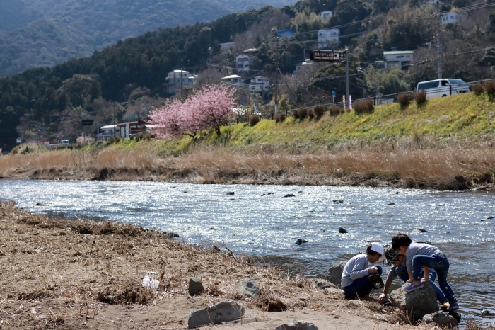 【河津桜まつり】_f0348831_22571566.jpg