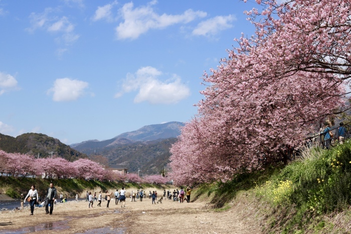 【河津桜まつり】_f0348831_22572367.jpg