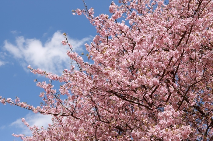 【河津桜まつり】_f0348831_22572546.jpg