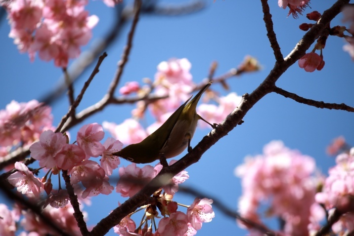 【河津桜まつり】_f0348831_22572934.jpg