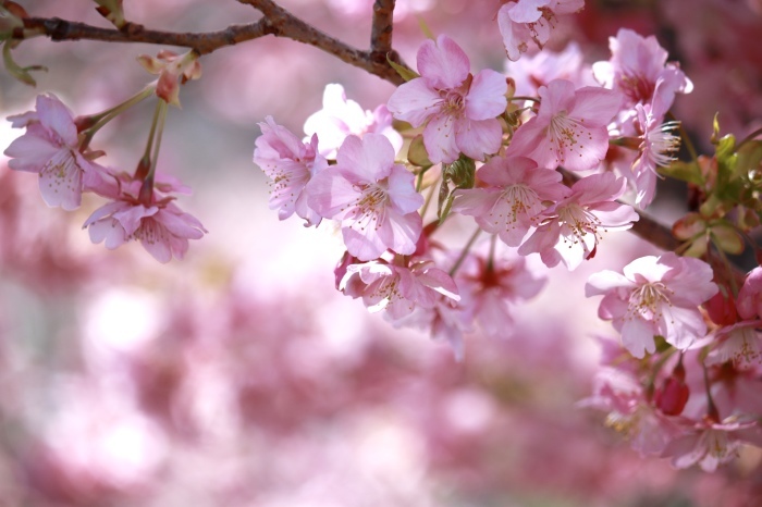 【河津桜まつり】_f0348831_22573583.jpg