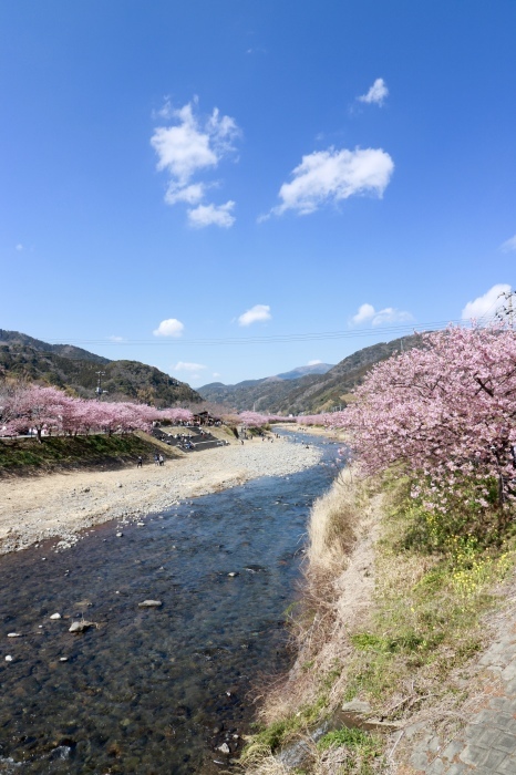 【河津桜まつり】_f0348831_22573631.jpg