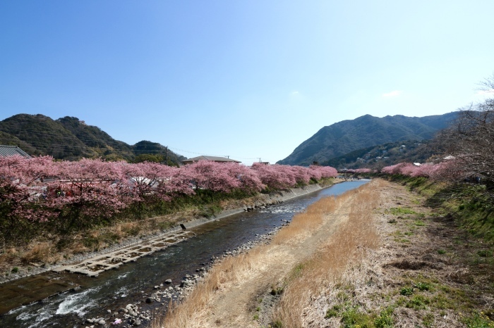 【河津桜まつり】_f0348831_22574017.jpg