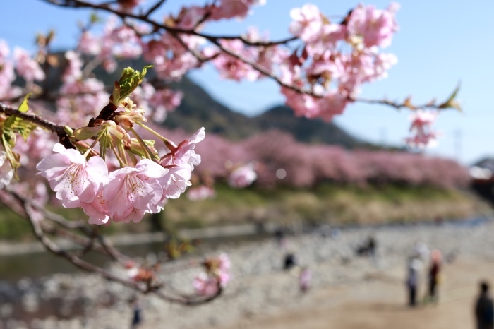 【河津桜まつり】_f0348831_22574796.jpg