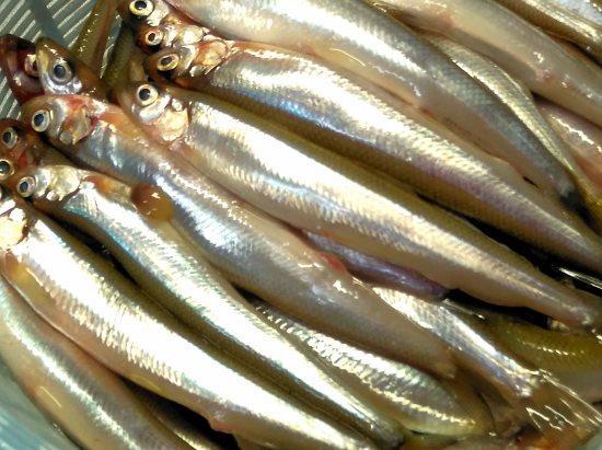 ワカサギに似た魚 チカ 気ままにhikkoro日記