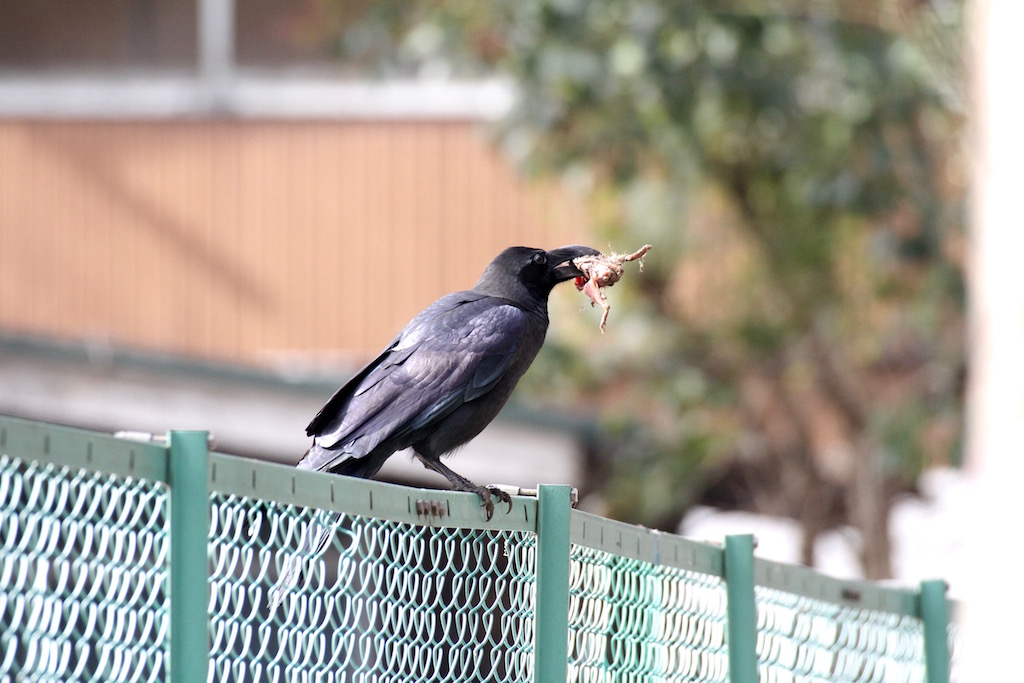 日々是日記／今シーズン最後の岡山産牡蠣で酒宴！！_b0019140_15503992.jpg