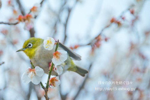 メジロだって春告げ鳥_a0323742_22471624.jpg