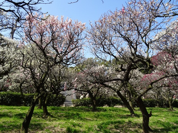 道明寺天満宮の梅まつり_b0299042_20365864.jpg