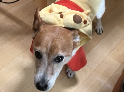 a0314846_10015037.jpeg