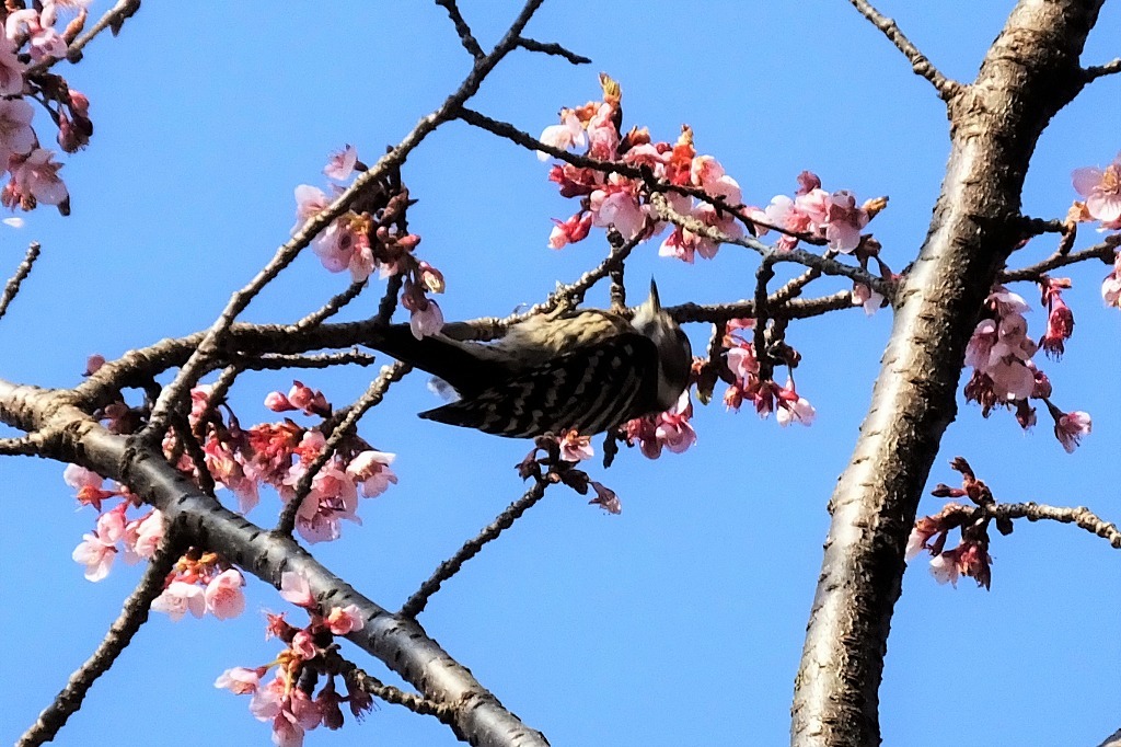 桜にコゲラが_b0236251_11385801.jpg