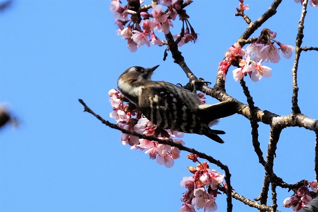 桜にコゲラが_b0236251_11422312.jpg