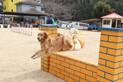 絶食　鶏いろいろ６日目　うずら卵_f0210953_19365687.jpg