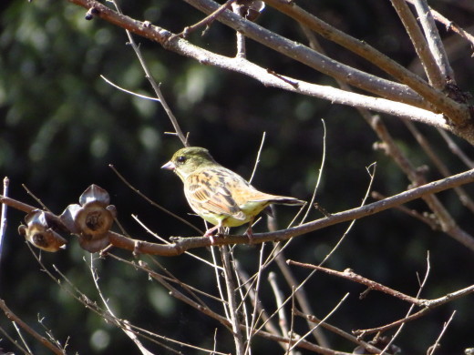 緑蕚梅に会いに······鳥さんはアオジ幼鳥？_a0018655_10390118.jpg