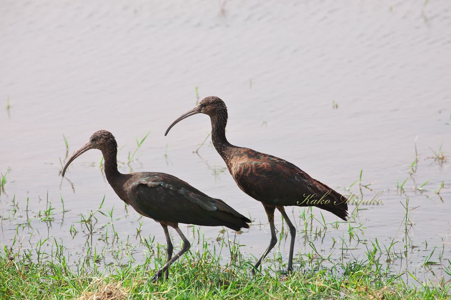 ブロンズトキ Glossy Ibis ぼちぼち と 野鳥大好き O