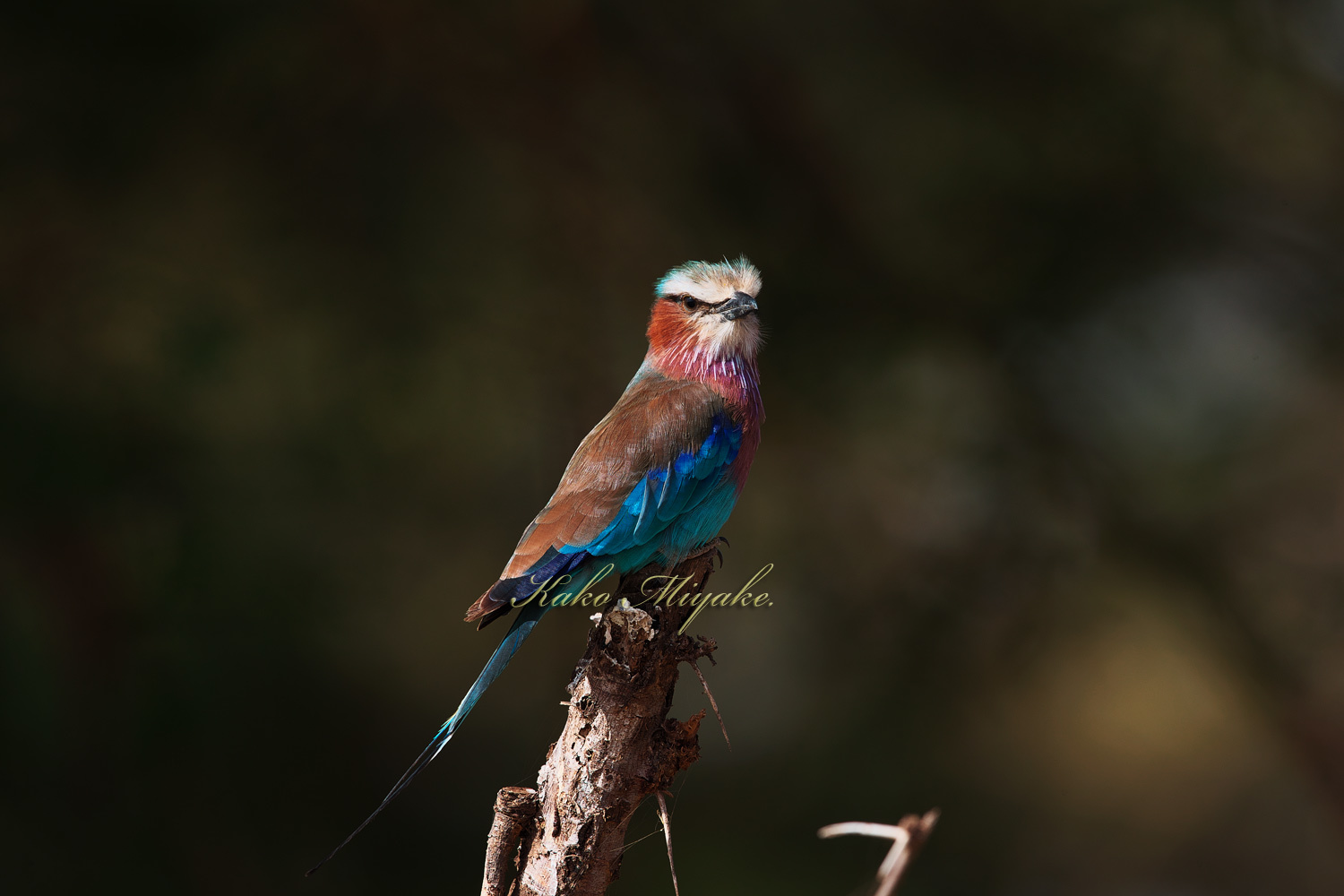 ライラックニシブッポウソウの羽根セット ライラックニシブッポウソウの羽根セット 絵画・鳥シリーズ