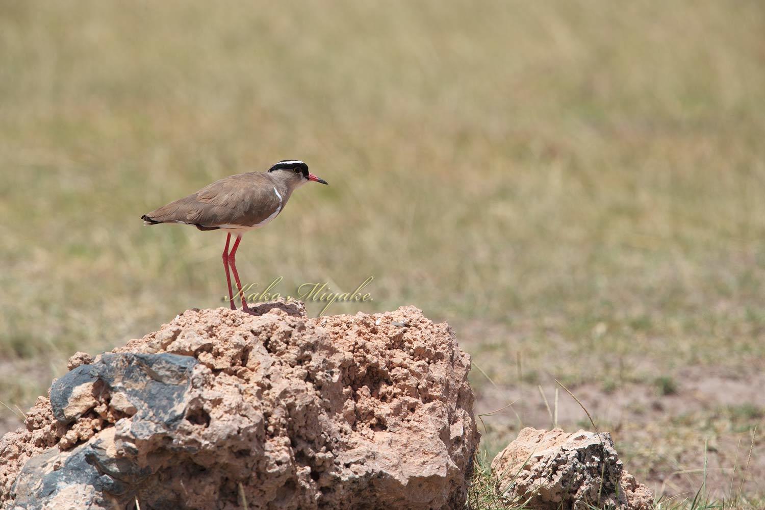 Crowned Lapwing オウカンゲリ_d0013455_19400701.jpg