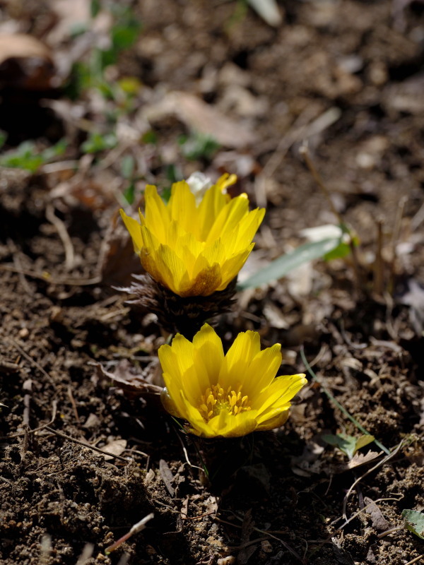f0372177_23193012.jpg
