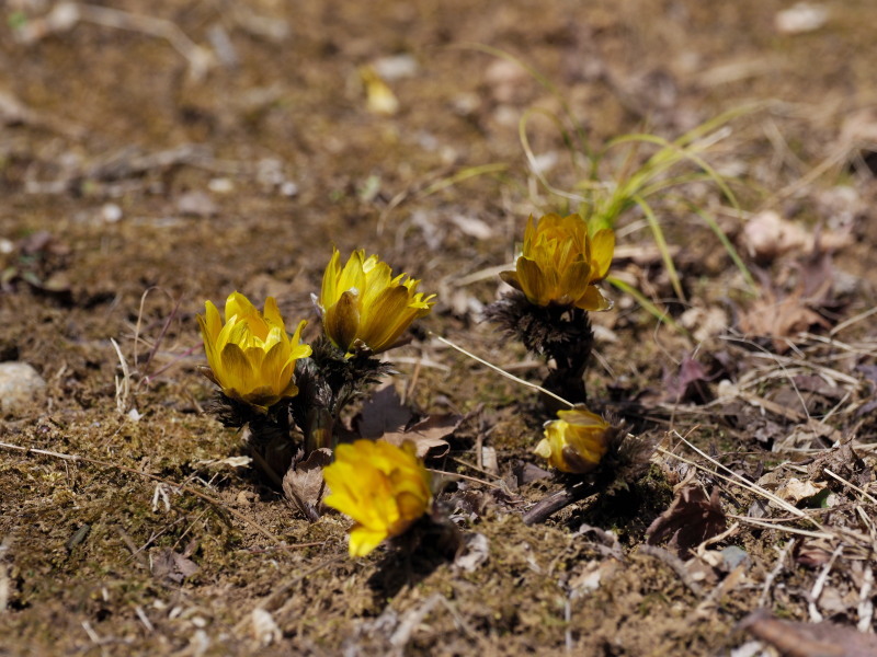 f0372177_23200264.jpg