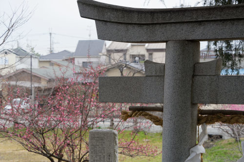 梅咲き始め　～津堂八幡神社_e0366896_22574572.jpg