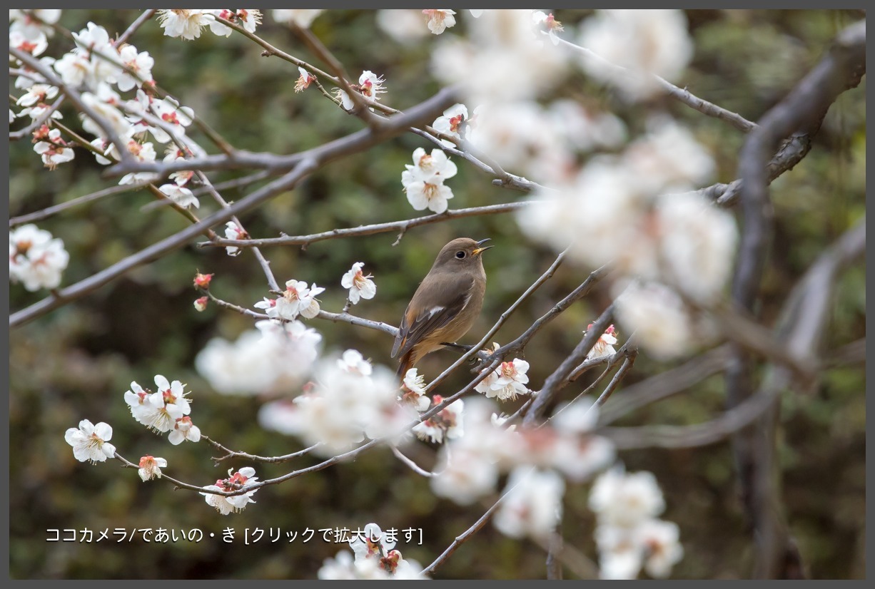 写真日記・新宿御苑、花の季節へ・2018.3.4-②_c0336400_21165707.jpg