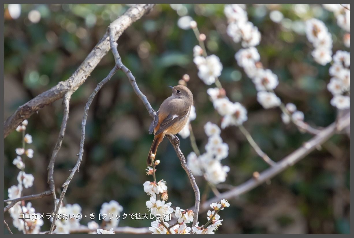 写真日記・新宿御苑、花の季節へ・2018.3.4-②_c0336400_21173169.jpg