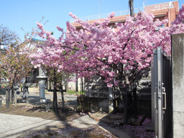 桜_d0358306_15435437.jpg