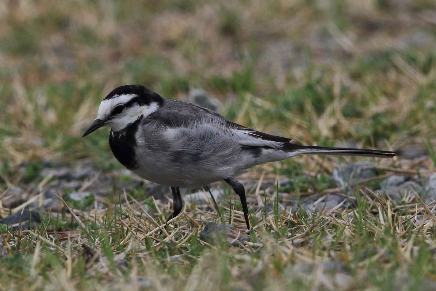 野鳥たちには春が_d0230507_16434302.jpg