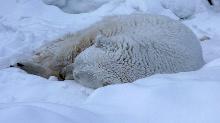 ロシア・ボリシェリェーチェ動物園の「国際ホッキョクグマの日」～ グーリャとウスラーダの運命の分岐点_a0151913_2433264.jpg