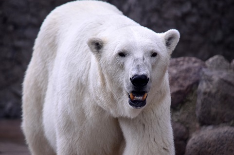 ロシア・ボリシェリェーチェ動物園の「国際ホッキョクグマの日」～ グーリャとウスラーダの運命の分岐点_a0151913_39161.jpg