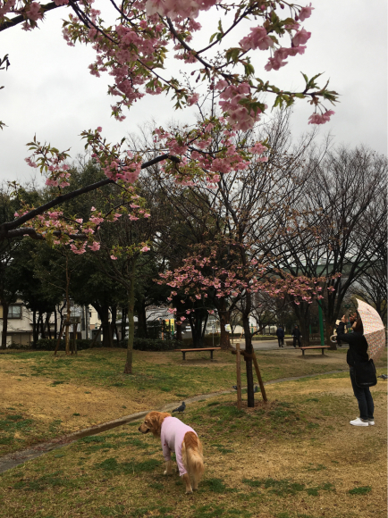 雨の散歩_a0098418_09170508.jpg