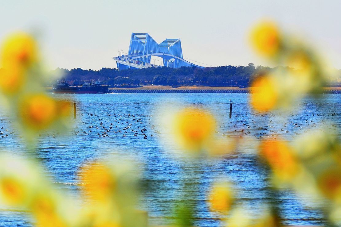 早春賦 葛西臨海公園 ソラリゼーション風を試す 私のデジタル写真眼 早春賦 葛西臨海公園 ソラリゼーション風を試す 私のデジタル写真眼