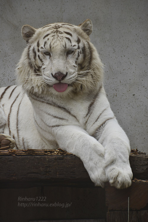 2018.2.17&3.6<合併号>宇都宮動物園☆ホワイトタイガーのアース王子【White tiger】_f0250322_1981457.jpg