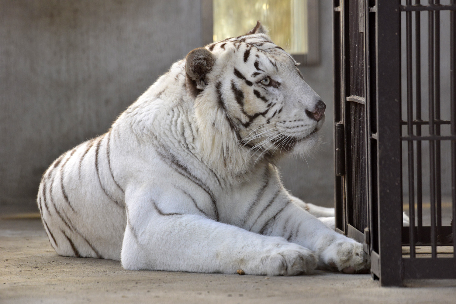 2018.2.17&3.6<合併号>宇都宮動物園☆ホワイトタイガーのアース王子【White tiger】_f0250322_199183.jpg