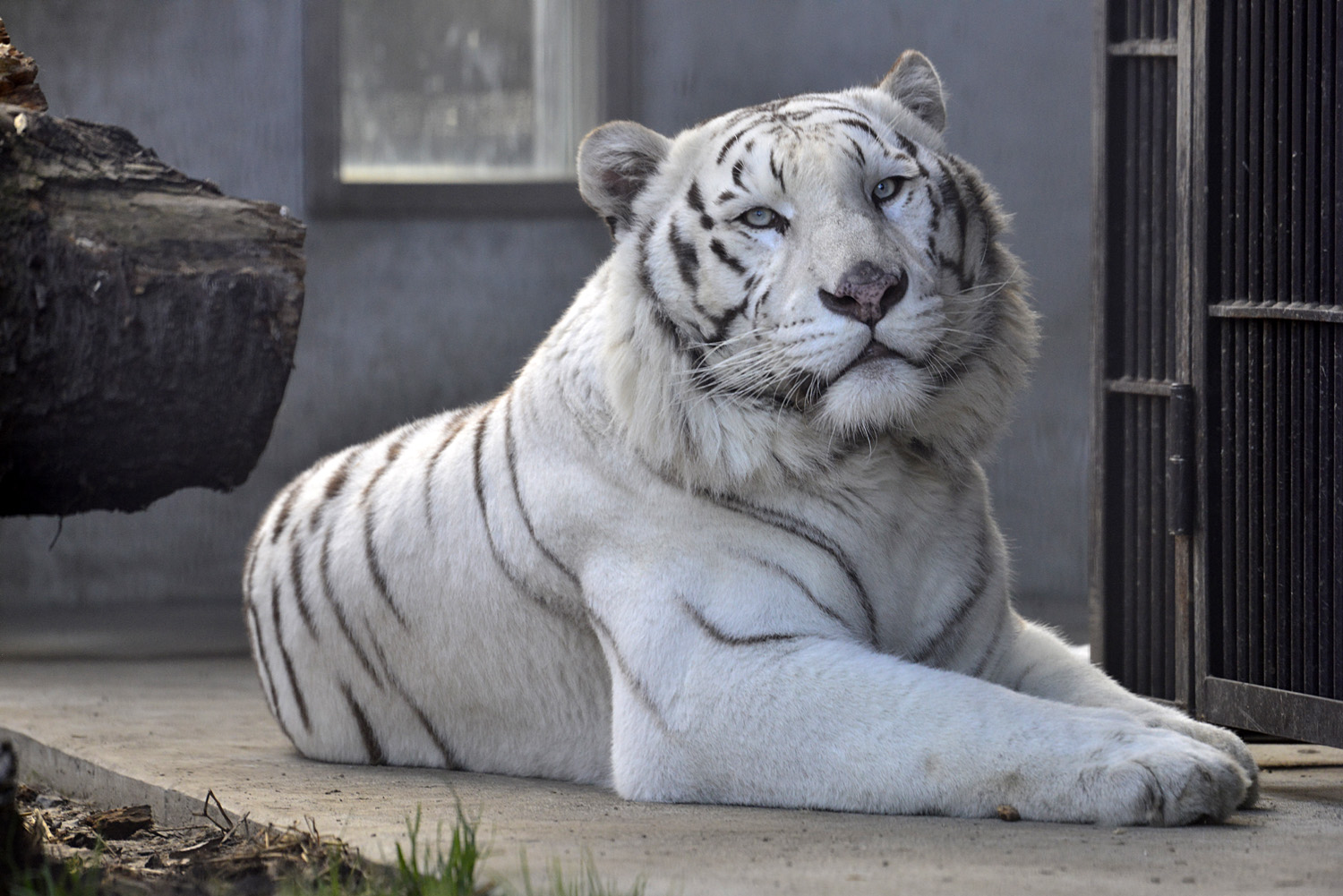 2018.2.17&3.6<合併号>宇都宮動物園☆ホワイトタイガーのアース王子【White tiger】_f0250322_1992529.jpg